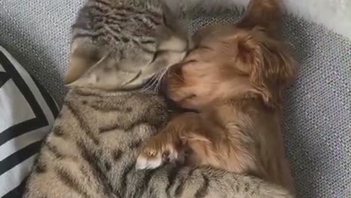 难得遇到如此体贴的猫伙伴,狗子内心偷着乐吧,你才是狗中的王者!
