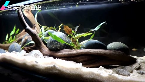 底沙,沉木,鹅卵石,打造简单大气鱼缸造景,过程享受,结果喜人