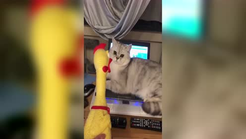 你给我一个惊吓，我还你一个惊喜，惊不惊喜意不意外