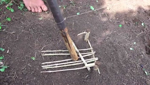 荒野求生:牛人自制捕鸟器,最后居然抓到了它!