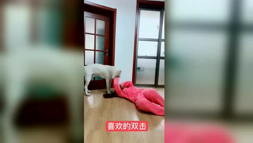 漂亮女主人假装晕倒,狗狗接下来竟做出这动作,场面瞬间尴尬