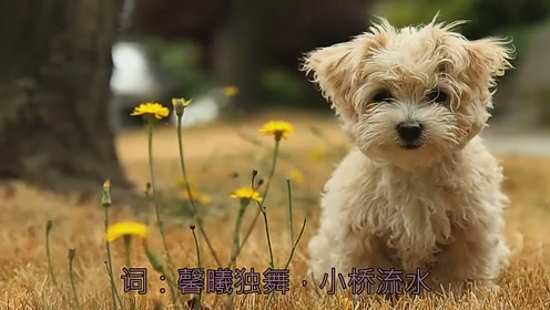 神作之声!一首《今夜不醉不归》神作至极,令无数粉丝痴迷