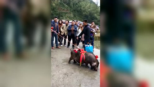 萌宠：这个猪太萌了，不害怕人，悠闲的晃着