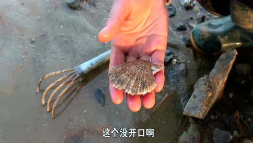 海边如此宁静,扇贝兄弟在谈恋爱,赶海的大梅顺便带回家洗热水澡