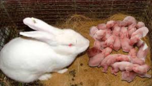 为什么有些小兔子刚出生,兔妈妈会把它咬死?真相让人心疼!