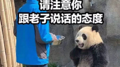 熊猫叉腰"火"了,饲养员叔叔千万要淡定,不然会笑的肚子疼!