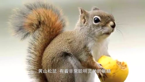 秀珍农村生活:十二星座变成小松鼠会是哪种可爱的小松鼠?