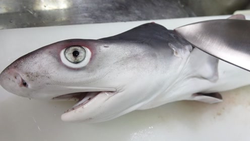 日本人真敢吃,刚出生的小鲨鱼也不放过,蘸着酱料就下嘴