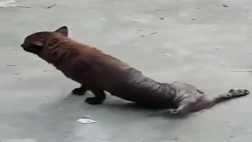 看这条狗腿断了,感觉好可怜,没想到这是个戏精!
