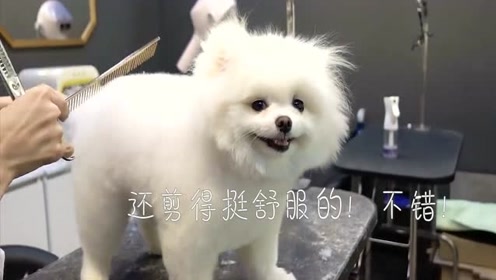 小博美被迫去"理发,对理发师露出了尴尬而不失礼貌的笑容