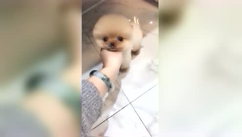 禁止是个娃娃呢,大头玩具吧嘘堆积想象以为木是谁图片