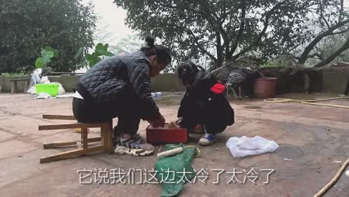 农村小英子:英子在网上买了三只鸡,长相奇特,幺幺还说像孔雀