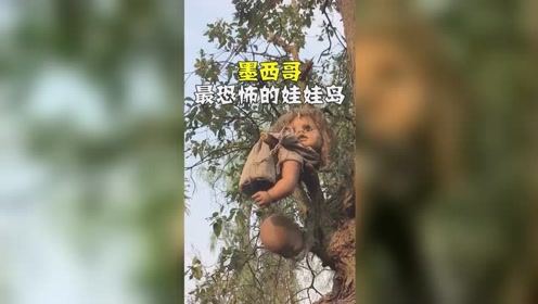 世界上最恐怖的地方,墨西哥的娃娃岛,你看过了还敢去吗
