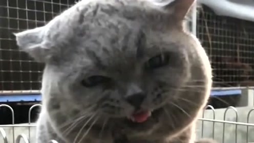 我居然在一只猫的脸上看到了,狠毒,阴险,狡诈,这几种表情