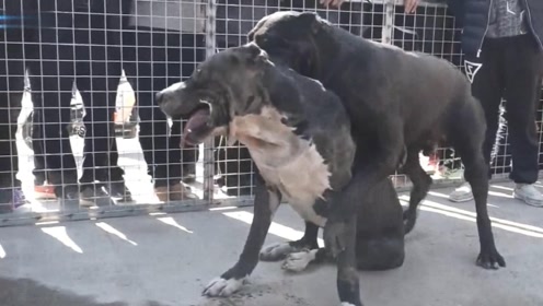这条卡斯罗实力暴强,几个回合就将凶猛的库达犬打得落花流水