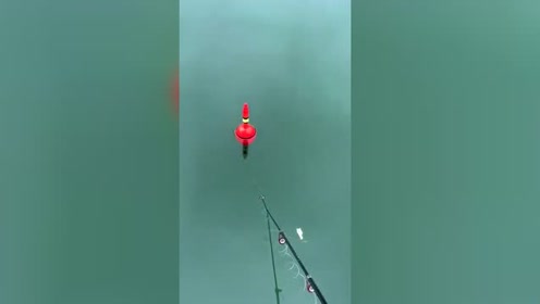 钓鱼看漂,鱼漂下沉直接起竿,看着挺过瘾的