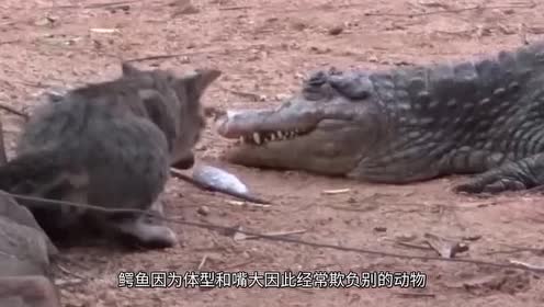 太硬核!猫咪和鳄鱼公然抢鱼!猫:是鱼都归我管