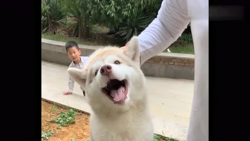 狗子:杀狗了!有没有人管管,救命啊,今天算是栽了