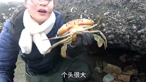 皮皮礁石区赶海在石缝里发现肥美大母蟹,回家又可以好好补一补了