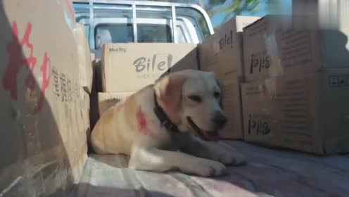 警花与警犬:樱桃智力超群,还会搭顺风车寻找回警犬基地的路!