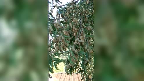 好像花生长树上了,谁知道这是啥果?