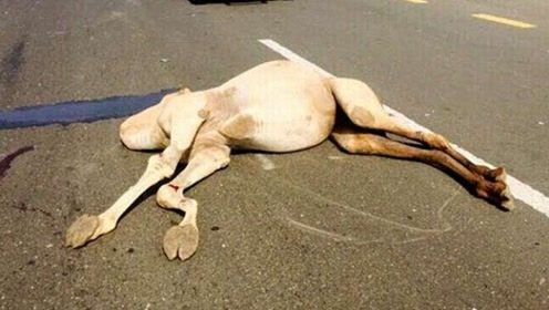 沙漠里的死骆驼千万不要碰,特别是大肚子!会有什么危险呢?