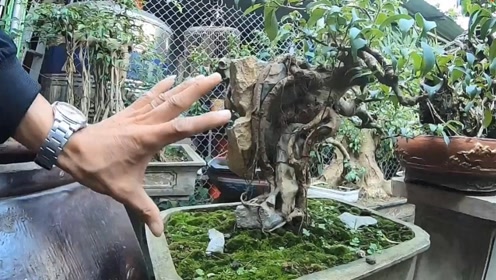 家里很多盆景,附石盆景是我的最爱,石头,树桩完美结合,收藏了