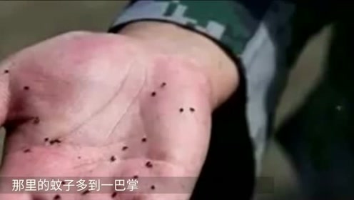 世界上蚊子最多的地方,一巴掌能拍死50只,就在中国!