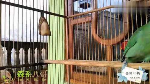 传统笼养鸟鸣鸟篇19:金额叶鹎唱歌
