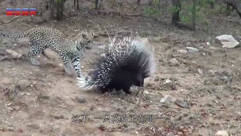 花豹路遇豪猪周旋，结果花豹被累瘫，豪猪：有种再来啊