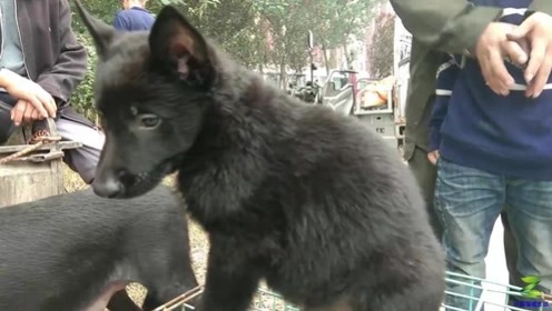 杂交出来的纯黑色马犬,40多天要500,70多岁老大爷是个"老手"
