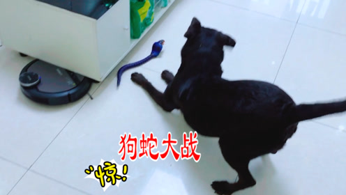 狗"蛇"大战,拿去整蛊睡觉的妹妹,最后被一脚踢飞