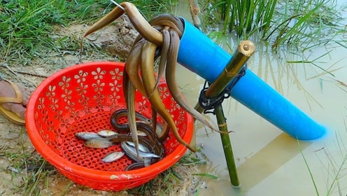小伙用一根塑料管,制作成捕鱼神器,抓黄鳝就像抽水一样简单
