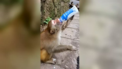这猴子真能喝,给你一瓶二锅头试试看,会不会喝醉呢!