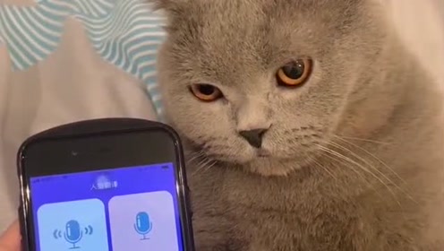 主人用猫语翻译器,说要把猫咪炖了,喵咪反应太真实!