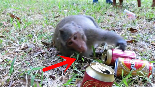 作死给猴子喝啤酒你猜会发生什么?喝完第三罐后,画面哭笑不得