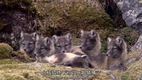 你们见过,可爱的北极狐幼崽,下次带你们一起去哦!