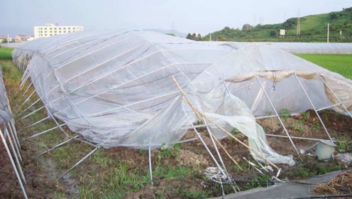 菜价这么贵,农村大棚为什么不断荒废?菜农:这就是个坑!