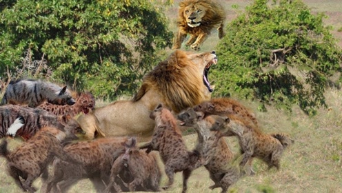 狮王变老被十几只鬣狗撕咬,关键时刻儿子赶来营救,画面太感动