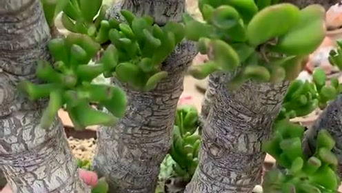几十年的吸财树老桩,这盆景太美了涨姿势了,这是怎样嫁接成的?