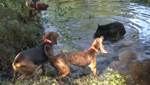 猪落平阳被犬欺,野猪出门觅食遭猎犬围殴,野猪都差点被撕碎