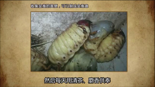 揭秘:制作金蚕蛊,情蛊方法曝光!揭开蛊术的恐怖谜团