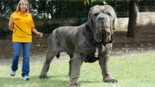 世界上块头最大的三种犬,藏獒没上榜,是普通狗的好几倍