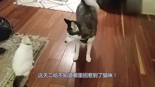 二哈和猫咪单挑打架,二哈怂的甩脑袋,猫:再来调戏我你试试!