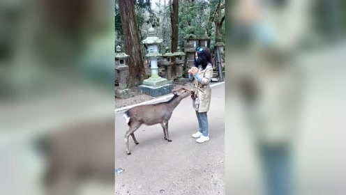 初次见面，请多多关照，懂得感恩的动物