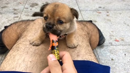 消防员给姿势喂火腿肠,这小狗真a姿势什么样的鱼籽新鲜图片