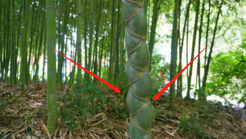 老汉地里长了一根竹子,生长过程发生异变,专家:你发大财了