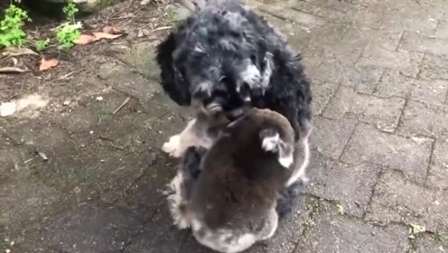 狗：扒拉我嘴原来是找茬呢 腾讯网