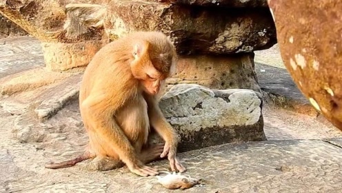 老鼠被猴子抓住,下一秒老鼠要崩溃了!网友:这是猴干的事吗?