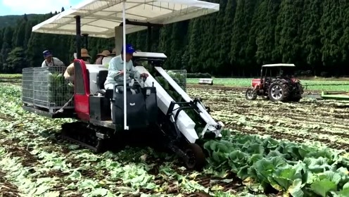 日本农民收卷心菜,这农机确实让人羡慕